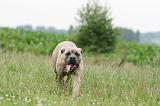 CANE CORSO 1124